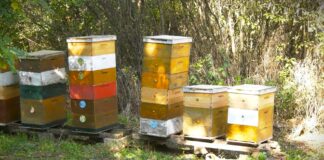 Zašto dolazi do rojenja pčela