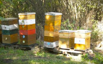 Zašto dolazi do rojenja pčela