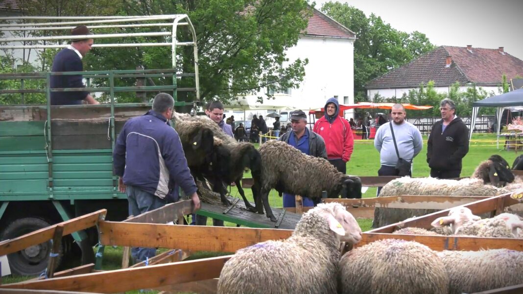 zapocet izvoz jagnjadi