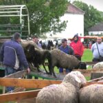 Započet izvoz jagnjadi iz Srbije u Libiju