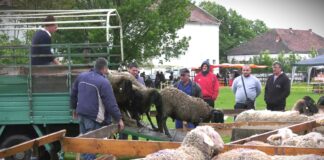 Započet izvoz jagnjadi iz Srbije u Libiju