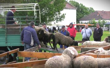 Započet izvoz jagnjadi iz Srbije u Libiju