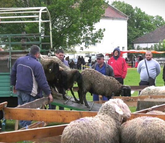 Započet izvoz jagnjadi iz Srbije u Libiju