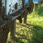 Pokrenuto javno zagovaranje za zaštitu pčela u četiri podunavske opštine: Misli o pčeli