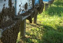 Pokrenuto javno zagovaranje za zaštitu pčela u četiri podunavske opštine: Misli o pčeli