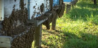 Pokrenuto javno zagovaranje za zaštitu pčela u četiri podunavske opštine: Misli o pčeli