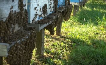 Pokrenuto javno zagovaranje za zaštitu pčela u četiri podunavske opštine: Misli o pčeli