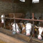 Ministarstvo raspisalo Javni poziv za premije za mleko za prvi kvartal 2026.