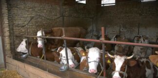 Ministarstvo raspisalo Javni poziv za premije za mleko za prvi kvartal 2026.