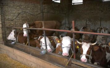 Ministarstvo raspisalo Javni poziv za premije za mleko za prvi kvartal 2026.