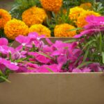 7 vrsta cveća koje se seje i sadi u aprilu, a cveta celog leta