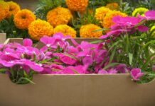 7 vrsta cveća koje se seje i sadi u aprilu, a cveta celog leta