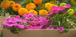 7 vrsta cveća koje se seje i sadi u aprilu, a cveta celog leta