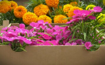 7 vrsta cveća koje se seje i sadi u aprilu, a cveta celog leta