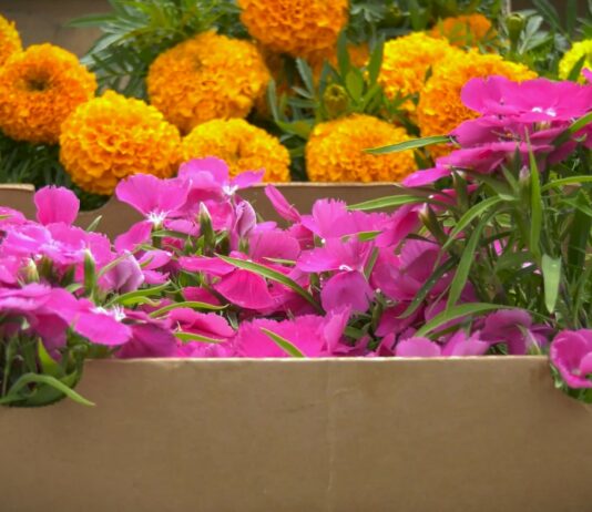 7 vrsta cveća koje se seje i sadi u aprilu, a cveta celog leta