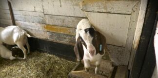 Ministarstvo poljoprivrede raspisalo javni poziv za podsticaje za kvalitetna priplodna grla za 2026.