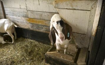 Ministarstvo poljoprivrede raspisalo javni poziv za podsticaje za kvalitetna priplodna grla za 2026.