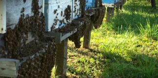 Kada treba pristupiti proširivanju pčelinjeg gnezda i kako?