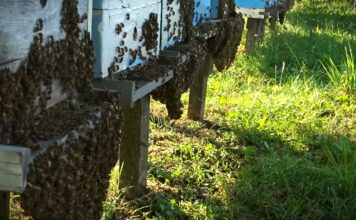 Kada treba pristupiti proširivanju pčelinjeg gnezda i kako?