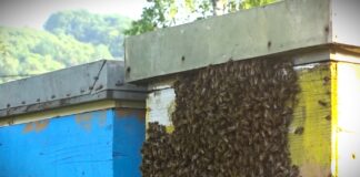 Ministarstvo upozorava: Ne koristiti pesticide opasne za pčele tokom cvetanja