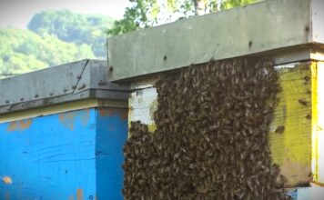 Ministarstvo upozorava: Ne koristiti pesticide opasne za pčele tokom cvetanja