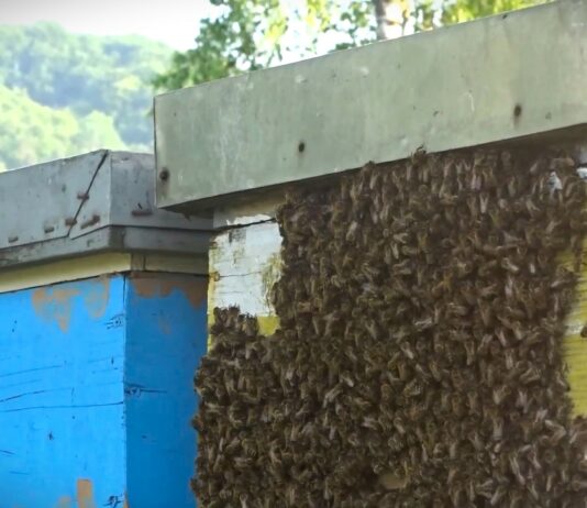 Ministarstvo upozorava: Ne koristiti pesticide opasne za pčele tokom cvetanja