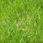 Pšenica u solidnom stanju, tržište ostaje najveći izazov?