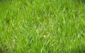 Pšenica u solidnom stanju, tržište ostaje najveći izazov?