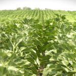 Setva suncokreta uz zaštitu semena