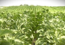 Setva suncokreta uz zaštitu semena