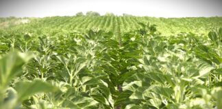 Setva suncokreta uz zaštitu semena