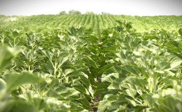 Setva suncokreta uz zaštitu semena