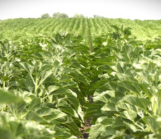 Setva suncokreta uz zaštitu semena