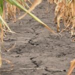 Da li poljoprivreda može da se prilagodi klimatskim promenama?