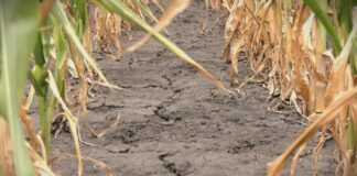 Da li poljoprivreda može da se prilagodi klimatskim promenama?