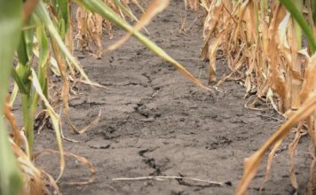 Da li poljoprivreda može da se prilagodi klimatskim promenama?
