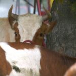 Glamočić: Nema pravdanja podsticaja za stočare ove godine