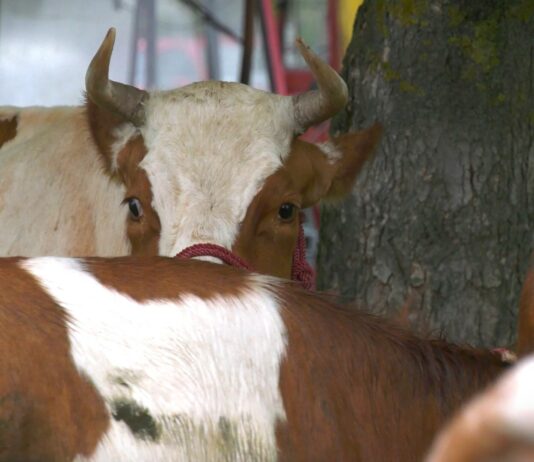 Glamočić: Nema pravdanja podsticaja za stočare ove godine