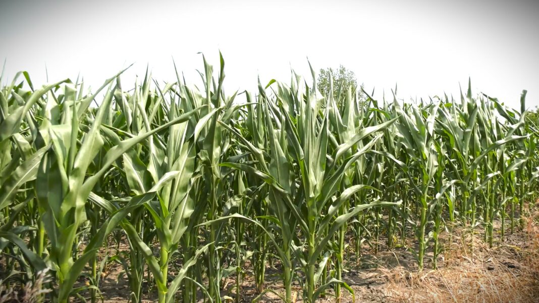 hibridi kukuruza