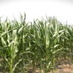 Koje hibride kukuruza izabrati za ekstremne uslove?