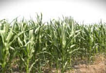 Koje hibride kukuruza izabrati za ekstremne uslove?