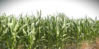 Koje hibride kukuruza izabrati za ekstremne uslove?