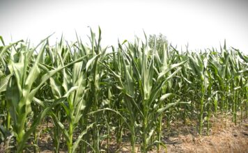 Koje hibride kukuruza izabrati za ekstremne uslove?