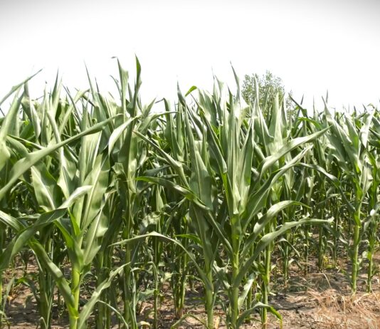 Koje hibride kukuruza izabrati za ekstremne uslove?