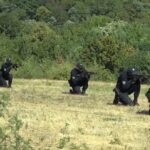 Institut Kareja: Povući Nacrt zakona o unutrašnjim poslovima