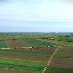 Korovi u kukuruzu: Najopasnije vrste i kako ih suzbiti?