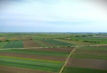 Korovi u kukuruzu: Najopasnije vrste i kako ih suzbiti?