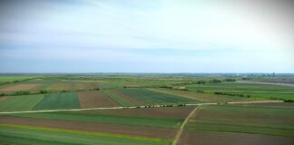 Korovi u kukuruzu: Najopasnije vrste i kako ih suzbiti?