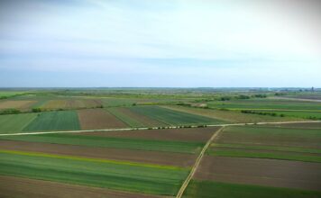 Korovi u kukuruzu: Najopasnije vrste i kako ih suzbiti?