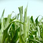 Setva kukuruza u optimalom roku, do kraja aprila